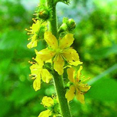 Bio Bachbl�ten Agrimony