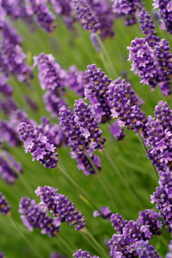 Lavendelwasser Lavendel Hydrolat Bio Naturprodukte