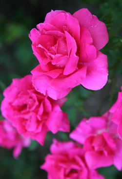 Rosenwasser naturrein in Lebensmittel-Qualit�t