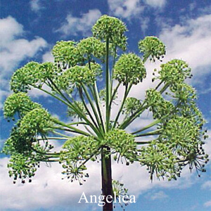 Buschbl�ten Angelica Love Remedies