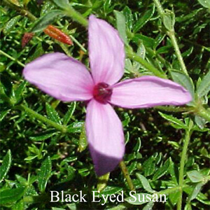 Australische Buschbl�ten Black Eyed Susan Love Remedies