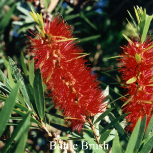 Australische Buschbl�ten Bottlebrush Love Remedies