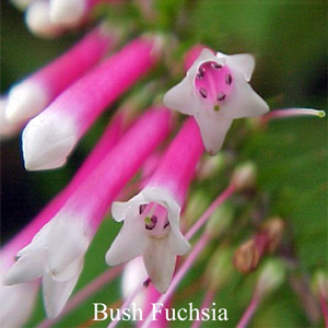 Australische Buschbl�ten Bush Fuchsia Love Remedies