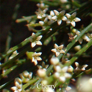 Australische Buschbl�ten Cherry Love Remedies