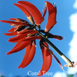 Coral Tree Australische Buschbl�ten Love Remedies