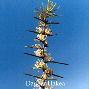 Dagger Hakea Australische Buschbl�ten Love Remedies