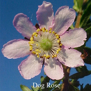 Dog Rose Australische Buschbl�ten Love Remedies