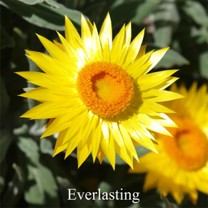 Everlasting Australische Buschbl�ten Love Remedies