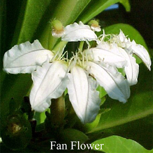 Fan Flower Australische Buschbl�ten Love Remedies