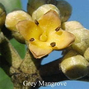 Australische Buschbl�ten Grey Mangrove Love Remedies