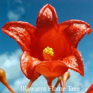 Australische Buschbl�ten Illawarra Flame Tree Love Remedies