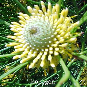 Australische Buschbl�ten Isopogon Love Remedies
