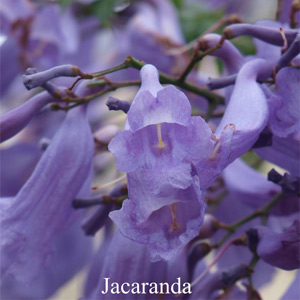 Australische Buschbl�ten Jacaranda Love Remedies