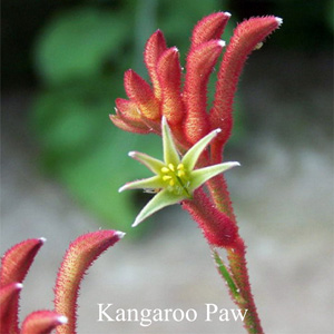 Australische Buschbl�ten Kangaroo Paw Love Remedies