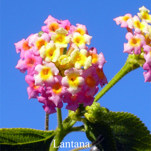 Australische Buschbl�ten Lantana Love Remedies