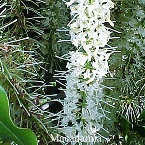 Australische Buschbl�ten Macadamia Love Remedies