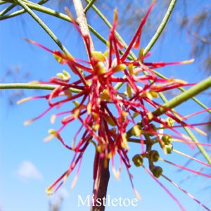 Australische Buschbl�ten Mistletoe Love Remedies