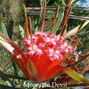 Australische Buschbl�ten Mountain Devil Love Remedies