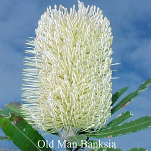 Australische Buschbl�ten Old Man Banksia Love Remedies