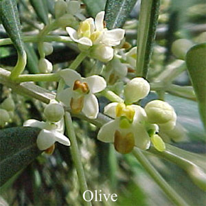 Australische Buschbl�ten Olive Love Remedies