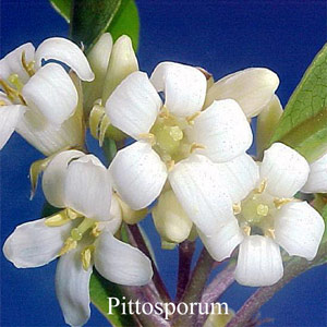 Australische Buschbl�ten Pittosporum Love Remedies