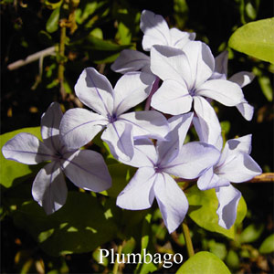 Australische Buschbl�ten Plumbago Love Remedies