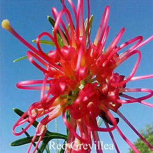 Australische Buschbl�ten Red Grevillea Love Remedies