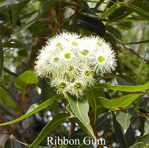 Australische Buschbl�ten Ribbon Gum Love Remedies