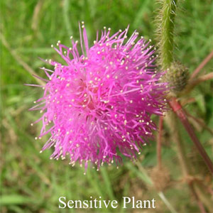 Australische Buschbl�ten Sensitive Plant Love Remedies