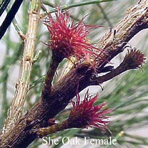 Australische Buschbl�ten She Oak Female Love Remedies