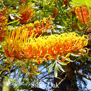 Australische Buschbl�ten Silky Oak Love Remedies