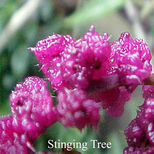 Australische Buschbl�ten Stinging Tree Love Remedies