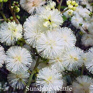 Australische Buschbl�ten Sunshine Wattle Love Remedies