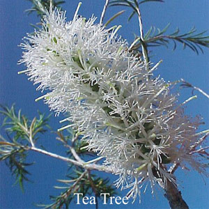 Australische Buschbl�ten Tea Tree Love Remedies