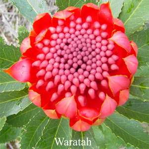 Australische Buschbl�ten Waratah Love Remedies