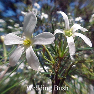 Australische Buschbl�ten Wedding Bush Love Remedies