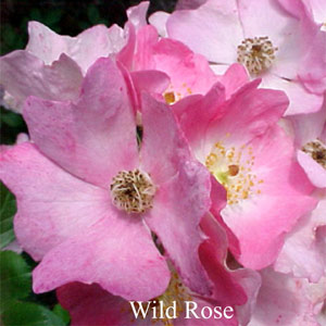 Australische Buschbl�ten Wild Rose Love Remedies