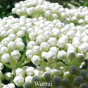 Australische Buschbl�ten Worrai Love Remedies