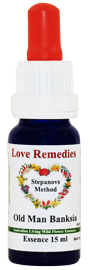 Old Man Banksia Australische Buschbl�ten Love Remedies