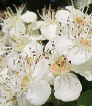 Bl�tenessenzen Wei�dorn